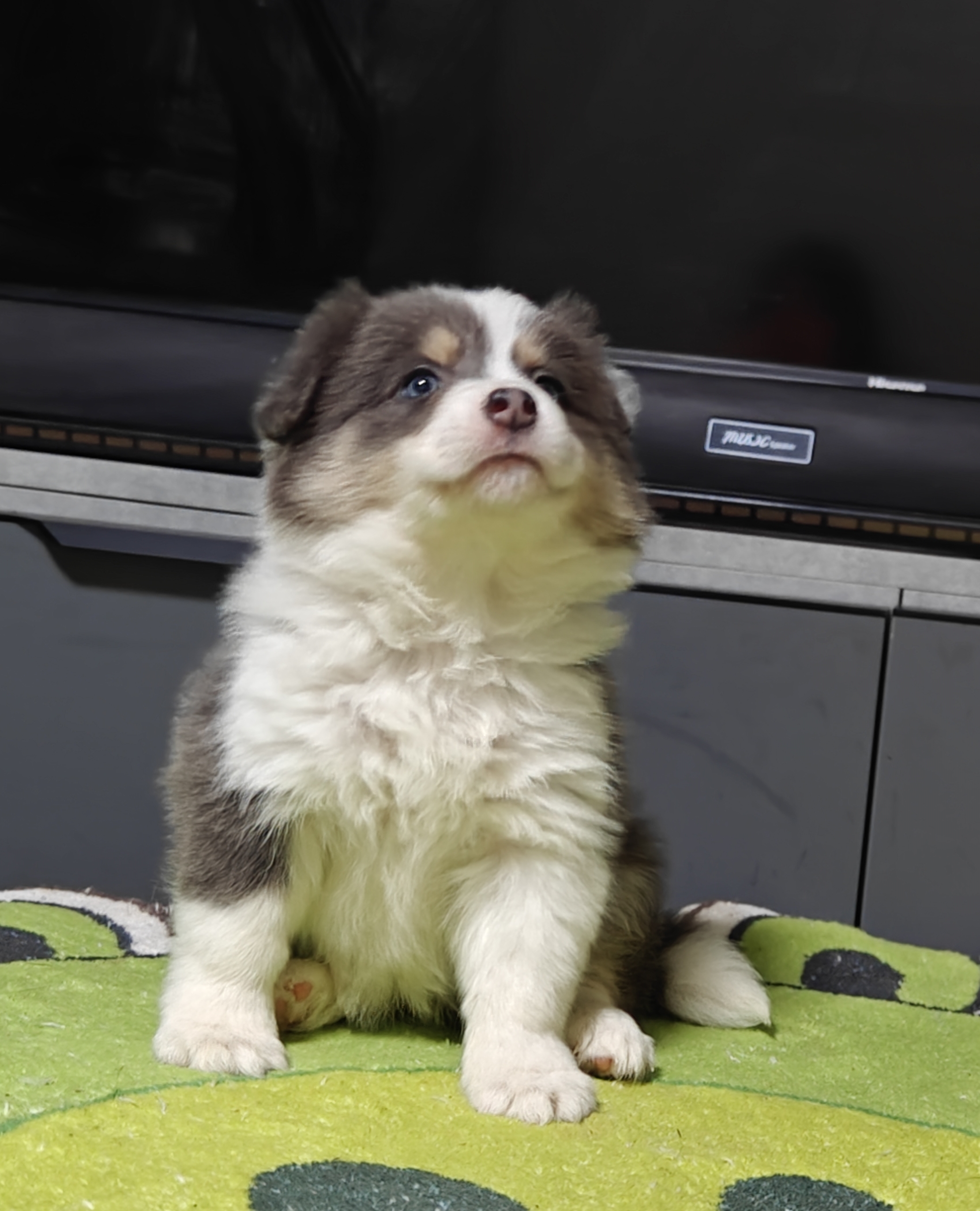 稀有蓝白三色边牧妹妹